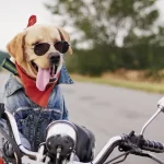 motocross-dog-names