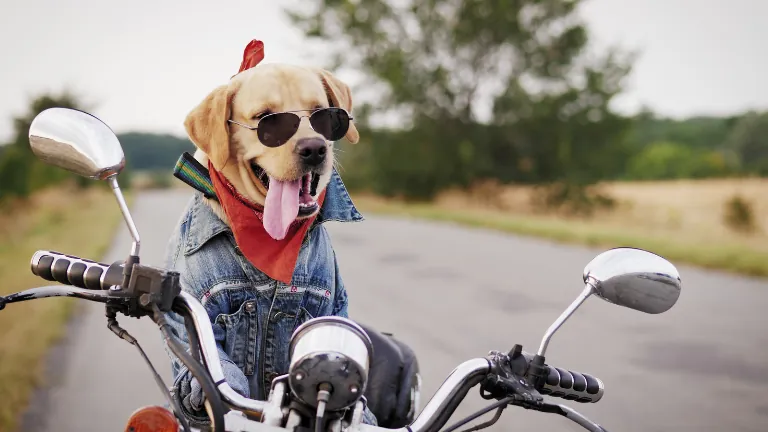 motocross-dog-names